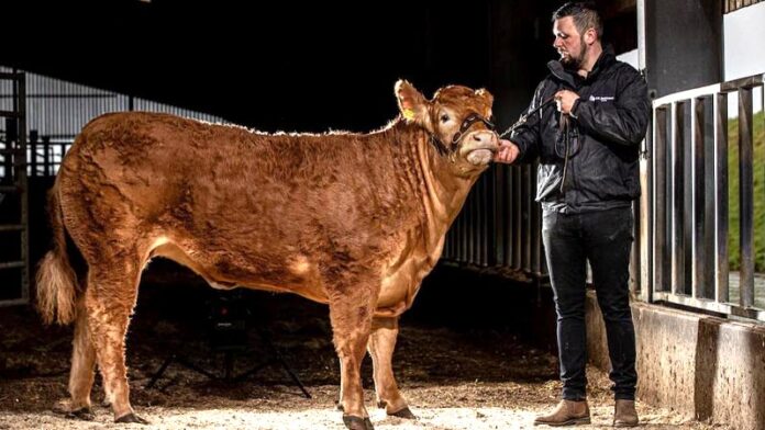 world most expensive cow posh spice