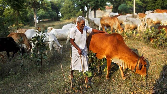 Cow and old Lady