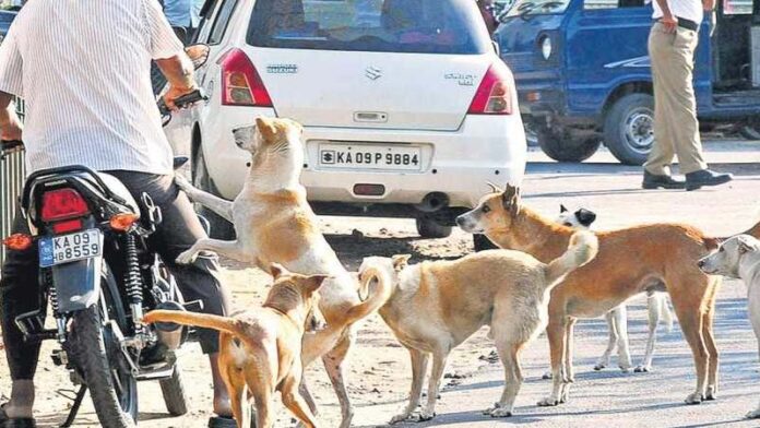 Dogs