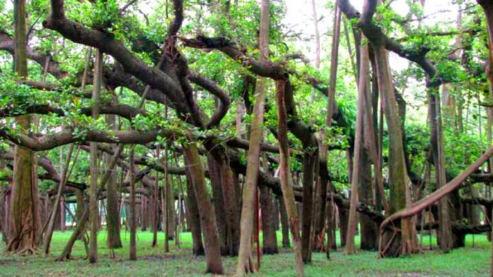A bunch of trees