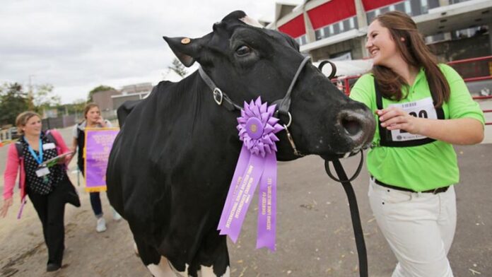 Cow and Girls
