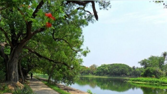 Debdaroo Tree