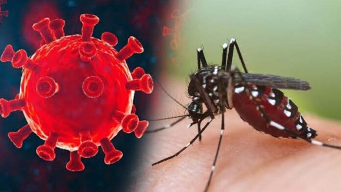 Aedes Mosquito